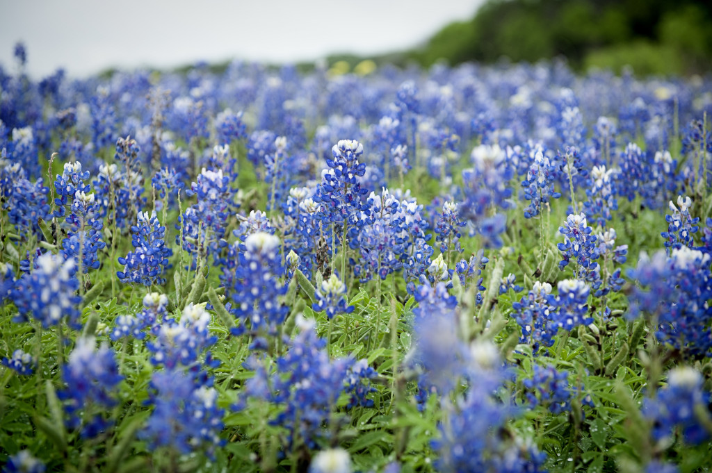 Bluebonnets Photographers Austin